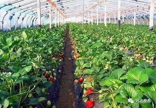 大棚草莓爆料视频大全,视频大全带你领略草莓种植全过程  第2张
